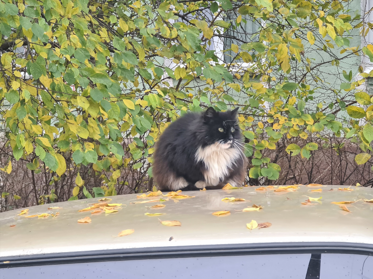 Дерево в калининграде с шарами