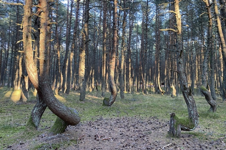 Калининград заповедник