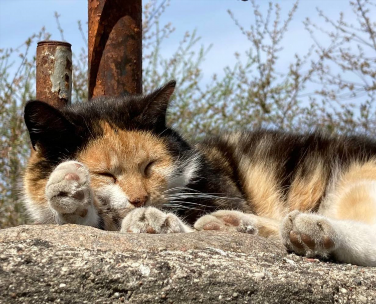 Символ калининграда животное